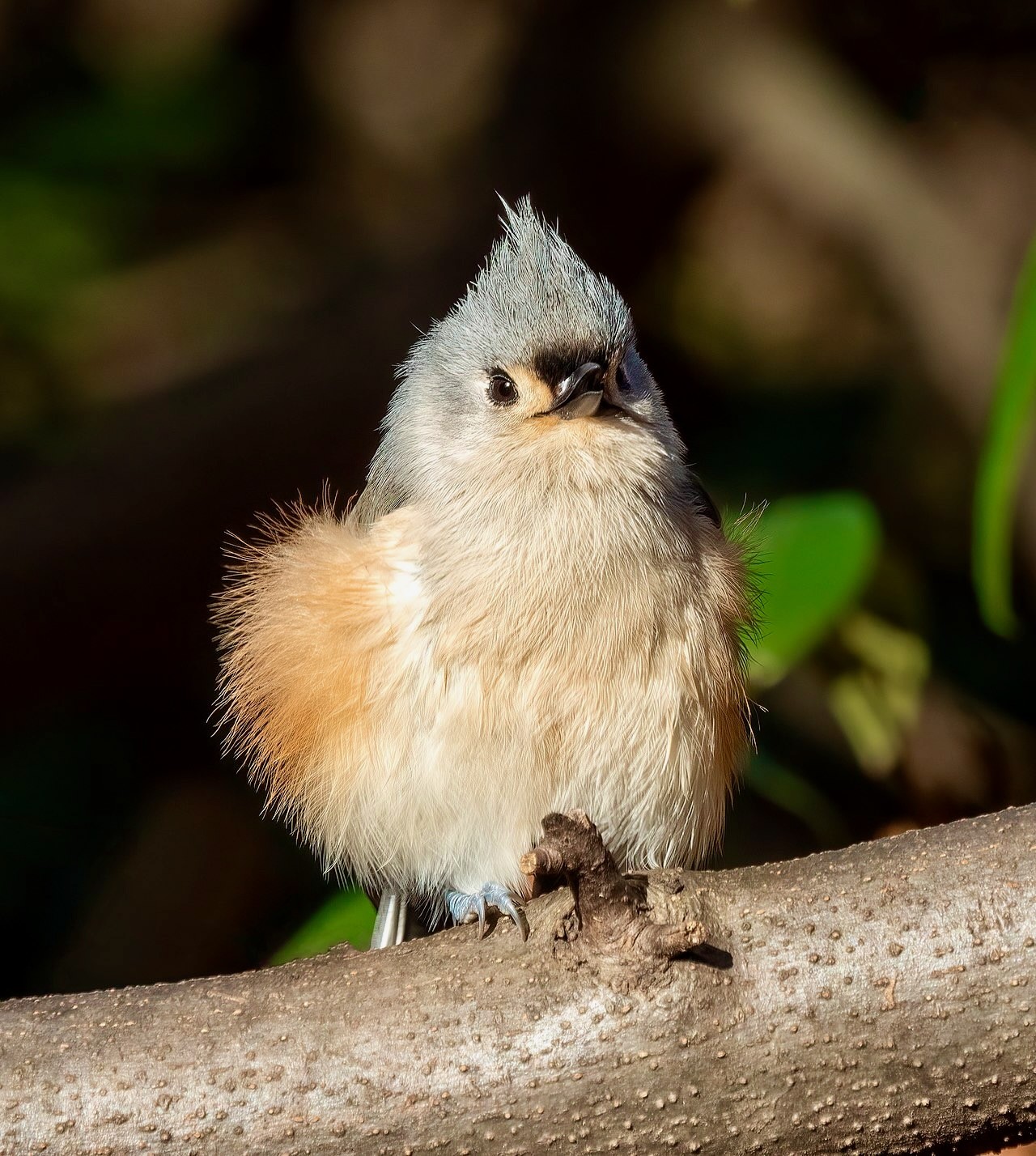 Tufted titmouse fluffed up with beak open in the Central Park Ramble (New York City, NY, USA) by Rhododendrites is licensed under CC BY-SA 4.0.